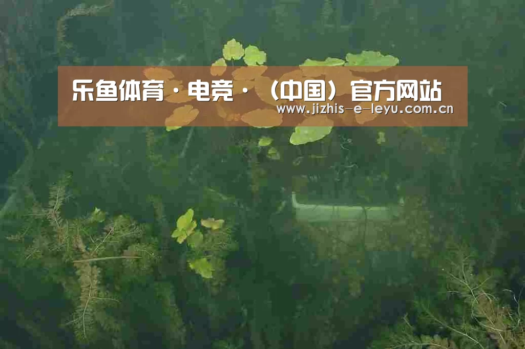 案例展示三
